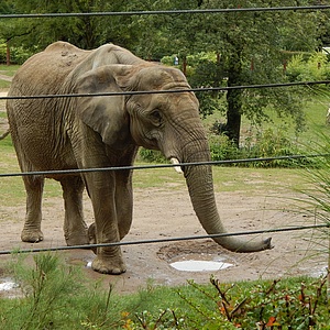 Opel-Zoo hat wieder geöffnet