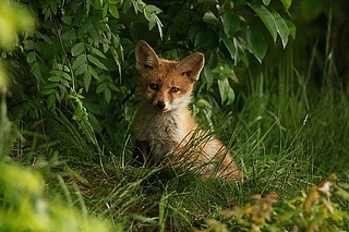 Vielfältige Tierwelt entdecken