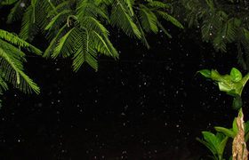 Nachts im Tropicarium