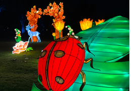 Winterlichter im Palmengarten