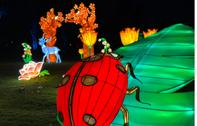 Winterlichter im Palmengarten