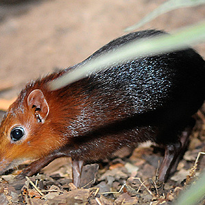 Rüsselhündchen - neue Tierart im Zoo