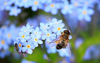 Insekten - Vielfalt - Leben. 