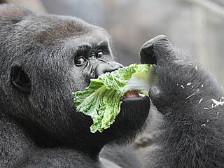 Tag des Gorillas im Zoo Frankfurt
