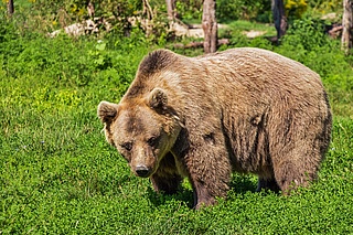 Wildpark Tiergarten Weilburg