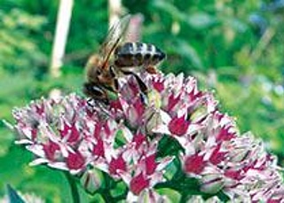 Bedeutung der Blüten für die Insekten