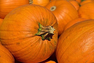 Hüttenbau und Kürbisschnitzen in den Herbstferien auf der Kinder- und Jugendfarm