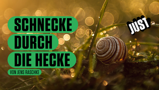 Schnecke durch die Hecke