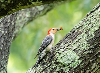Was klopft denn da? Die Spechte im Darmstädter Ostwald