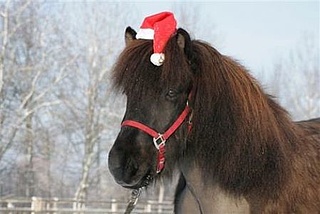 Adventswanderung mit Islandponys