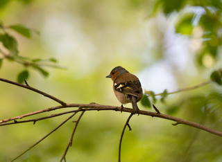 Der Wald hat 'nen Vogel!