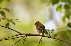 Der Wald hat 'nen Vogel!