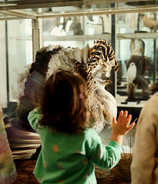 Senckenberg Naturmuseum Frankfurt