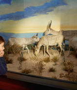 Senckenberg Naturmuseum Frankfurt