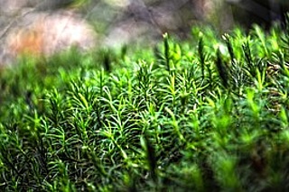 "Das geheime Leben der Bärtierchen - Faszinierende Tiere im Moos "