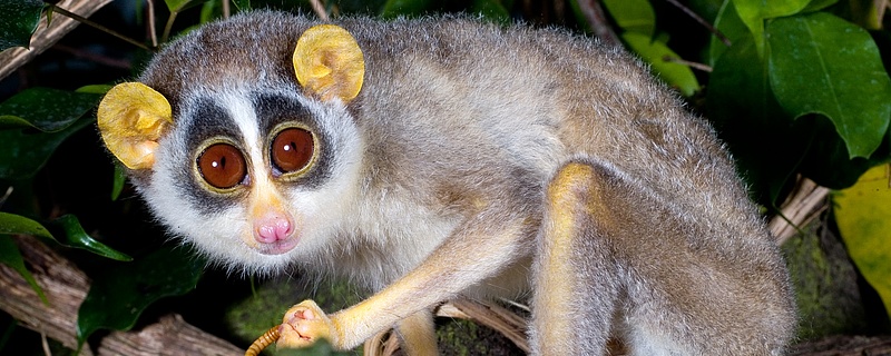 Zoo Frankfurt