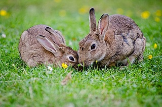 Wenn sich Fuchs und Hase Gute Nacht sagen