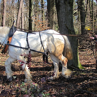Natur*Wissen*Schaffen-Projekt: Waldarbeit und Pferdeschweiß