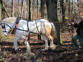 Natur*Wissen*Schaffen-Projekt: Waldarbeit und Pferdeschweiß