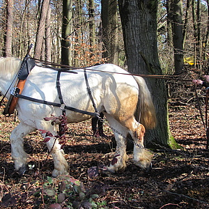 Natur*Wissen*Schaffen-Projekt: Waldarbeit und Pferdeschweiß