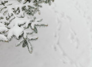 Tagesausflug: Ab in den Schnee