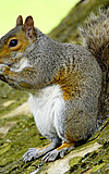 bodybild