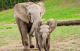Forschung im Zoo: Schlafgeheimnisse der grauen Riesen