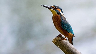 Die heimische Vogelwelt im Frankfurter Zoo