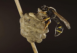 Leben aus Lehm Studienausstellung