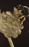 Leben aus Lehm Studienausstellung