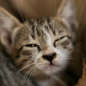 Mainz: Zukunft des Tierheims – Stadt und Verein im engen Austausch