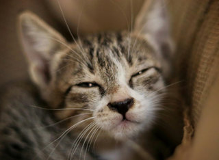 Mainz: Zukunft des Tierheims – Stadt und Verein im engen Austausch