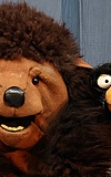 Krähe und Bär
