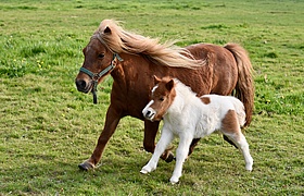 Familien-Sommer-Sonntage