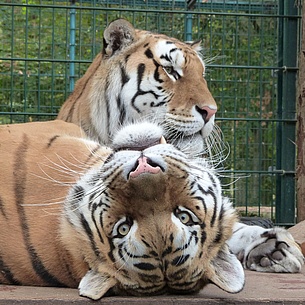 Tiger-Garten Waldeck