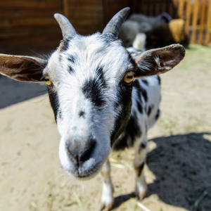 Entdeckt die neuen Ziegen in der Wiesbadener Fasanerie
