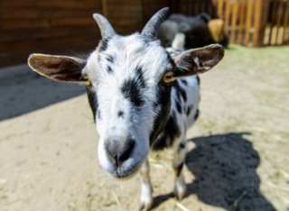 Entdeckt die neuen Ziegen in der Wiesbadener Fasanerie