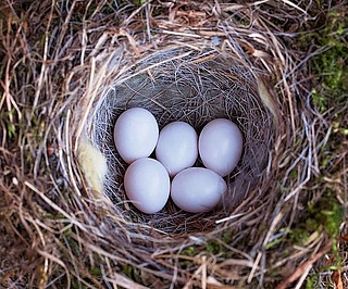 Nestbaumeister – Wie vielfältig Vögel ihre Nester bauen