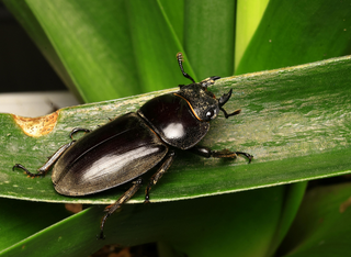 Arbeitskreis Käfer