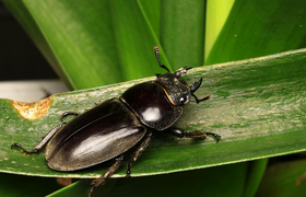 Arbeitskreis Käfer