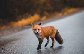 Abenteuer Museum: Wildes Frankfurt – Tiere in der Stadt