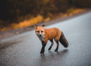 Abenteuer Museum: Wildes Frankfurt – Tiere in der Stadt