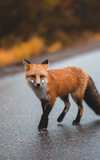 Abenteuer Museum: Wildes Frankfurt – Tiere in der Stadt