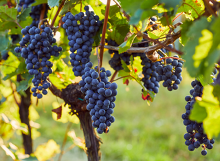 Rheinhessen sucht Ideen von Gross und Klein