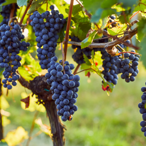 Rheinhessen sucht Ideen von Gross und Klein