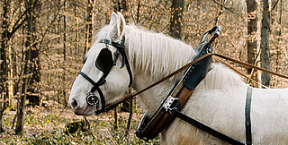 Rückepferdzeit im Freudenberger Schlosswald