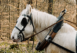 Rückepferdzeit im Freudenberger Schlosswald