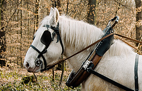 Rückepferdzeit im Freudenberger Schlosswald