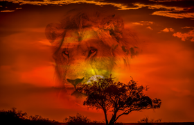 Schloss Vollrads Weihnachtsmarkt & Open-Air Kino für die ganze Familie