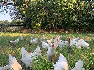 Osterferienprogramm auf dem Bauernhof